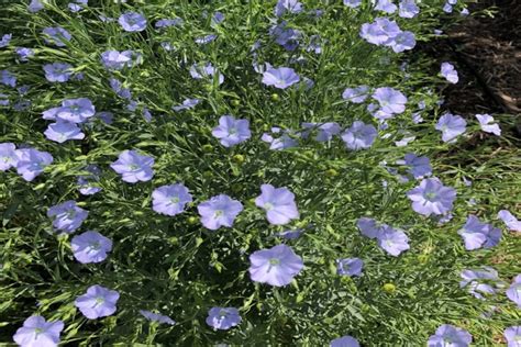 Organic Blue Flax Seeds — San Diego Seed Company