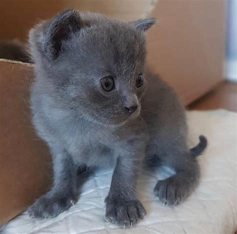 Cats For Sale Chartreux Kittens For Adoption Chartreux