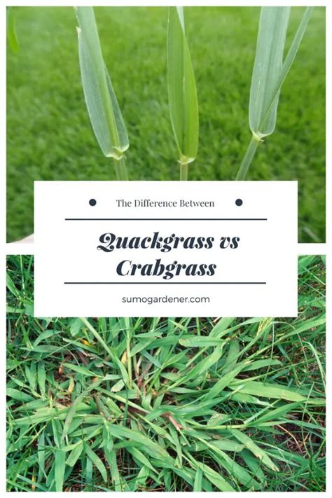 Quackgrass Vs Crabgrass The Difference Between And How To Identify