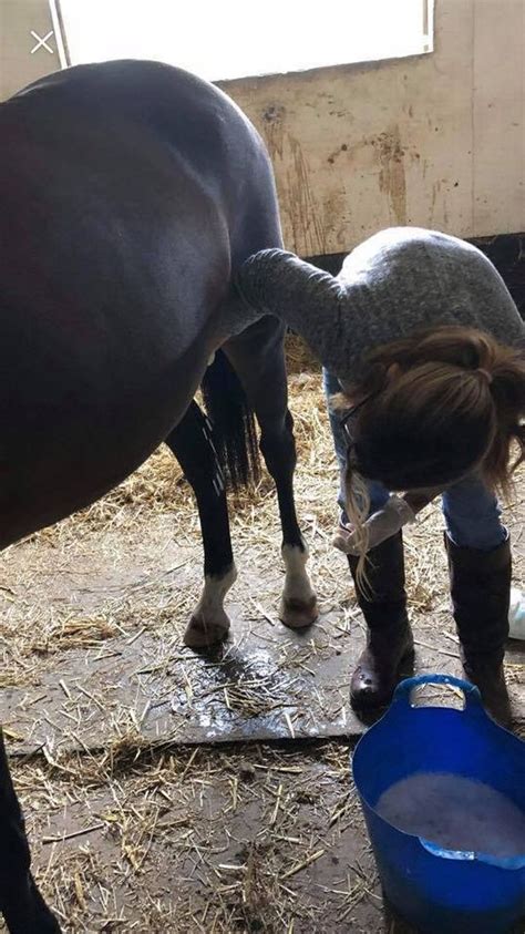 Meet The Chelmsford Sheath Queen Who Cleans Horses Genitals For A