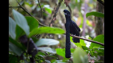 Parajo toro- Long-wattled umbrellabird (Cephalopterus penduliger) - YouTube
