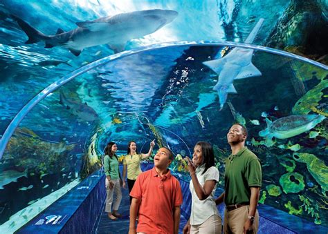Ripleys Aquarium Of The Smokies Is Now A Certified Autism Center Ibcces