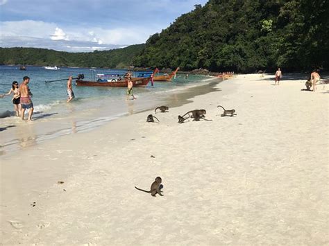 Monkey Beach Ko Phi Phi Don All You Need To Know Before You Go