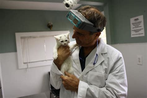 Neighborhood veterinary center is your local veterinarian in hallandale beach serving all of your needs. Pets for Adoption at Borash Veterinary Clinic, in Peabody ...