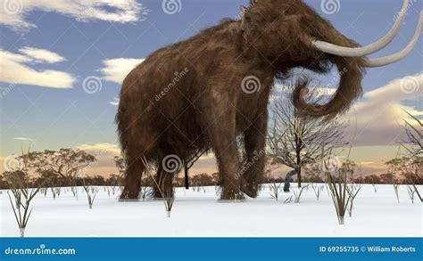 Woolly Mammoth Walking In Snowy Field Animation Stock Video Video Of