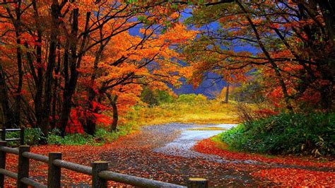 100 Fall Foliage Wallpapers