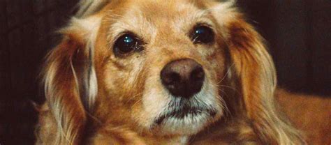 How To Care For Senior Golden Retriever Dogs