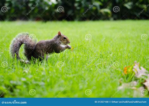 Squirrel Eats On Grass Stock Photo Image Of Outdoors 21357100