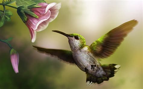 Hummingbird Wallpaper 72 Images