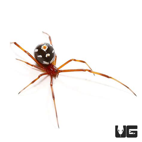 Red Widow Spider Latrodectus Bishopi For Sale Underground Reptiles