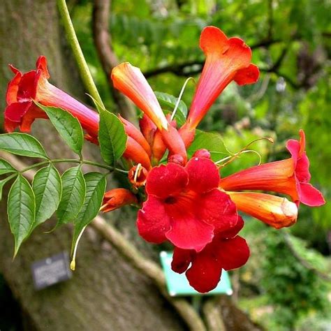 Plant Guide: Trumpet Vine ~ Bees and Roses