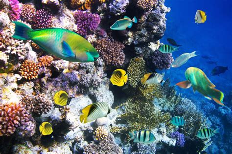 Tropical Fish On A Coral Reef Puzzle In Under The Sea