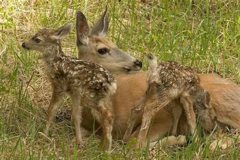 Twin Fawns Cute Wild Animals Animals Beautiful Animals And Pets Oh