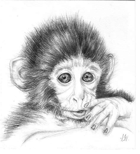 Baby Monkey By ~sprigtwig On Deviantart Monkey Art Animal Sketches Animal Drawings