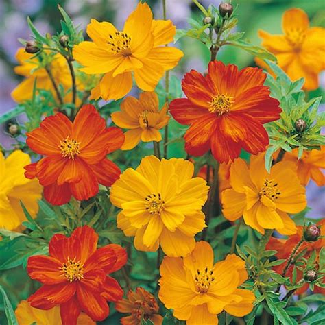 300 Bright Lights Cosmos Flower Seeds For Spring Plantings Etsy