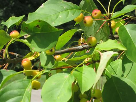 Crabapple Tree Edible