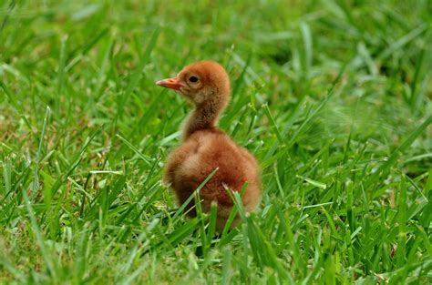 Keepers Help Vulnerable Hooded Crane Hatch At The Smithsonian Conservation Biology Institute