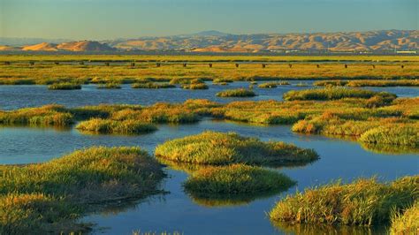 Wetlands Restoration Boosted Greenhouse Gas Captured By San Francisco