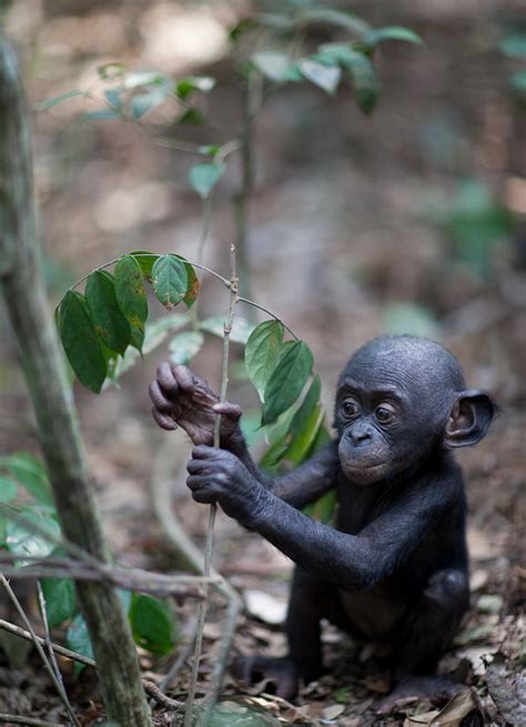 Do Chimps And Bonobos Go Ape When Risk Goes Wrong