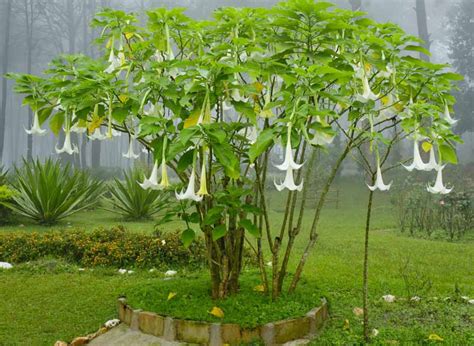 Brugmansia Suaveolens Angels Trumpet