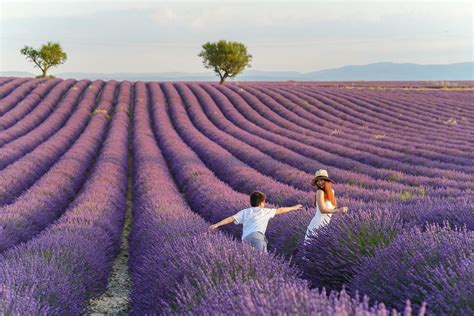 Tổng Hợp Với Hơn 65 Về Hình ảnh Cánh đồng Hoa Lavender Hay Nhất