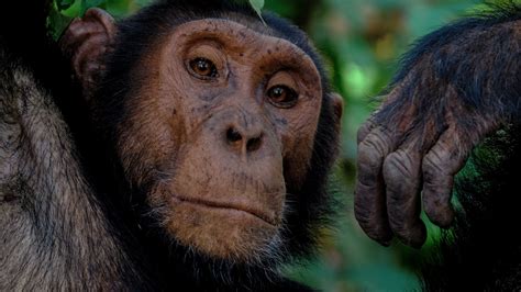 Woman Banned From Belgium Zoo For Having An Affair With Chimpanzee