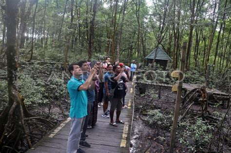 Daya Tarik Wisata Di Kawasan Konservasi Mangrove Dan Bekantan Antara Foto