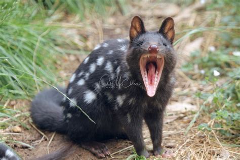 Eastern Quoll Black Morph Captive Animal At Devilscradl Flickr