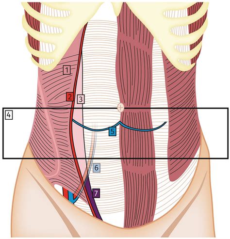 Surgical Anatomy Of The Abdominal Wall Abdominal Wall Anatomy Coronal