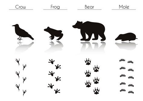 Animals With Footprint Silhouette Vector Material 05 Welovesolo