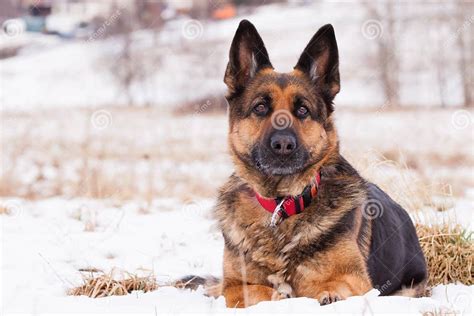 German Shepherd In Winter Stock Photo Image Of Running 37652094