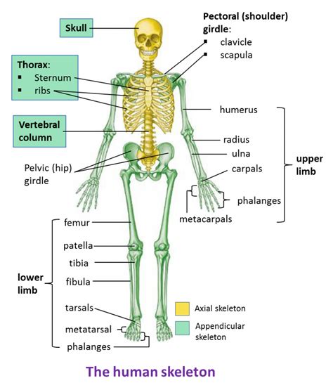 The Human Skeleton Spm Biology