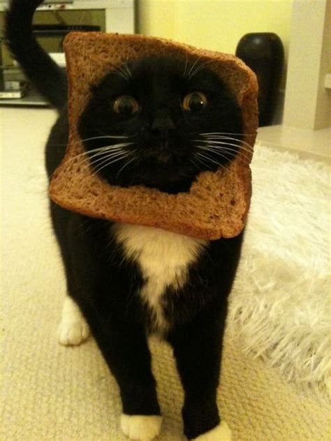 Breaded Cats Com Made Me Chuckle Cat People Are Funny