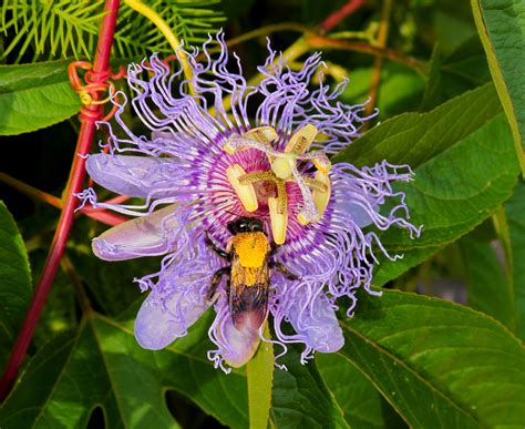 Passion Flower Bees Brookside Gardens Imagination Img7 Flickr