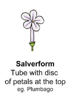 Flower Shape And Terminology Salverform Diagram By Lizzie Harper
