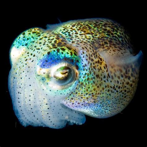 140 Best Deep Sea Creatures Images On Pinterest Marine