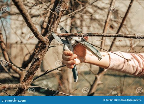 Pruning Fruit Tree Cutting Branches At Spring Stock Photo Image Of