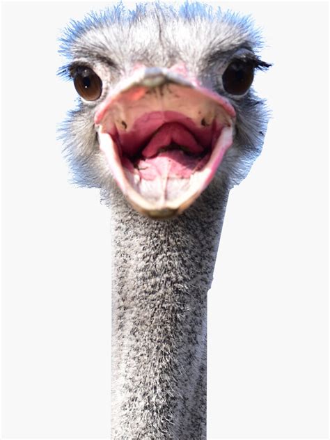 Goofy Ostrich Sticker For Sale By Mosfunky Redbubble