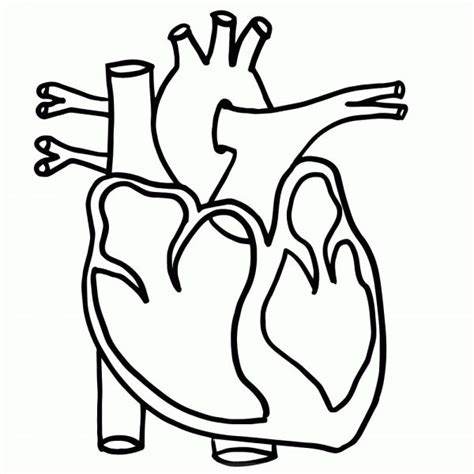 18 Human Heart Worksheet For Preschool Chart Heart