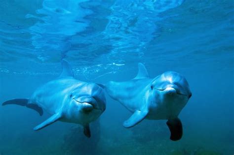 10 Reasons Why Dolphins Are Undeniably Awesome