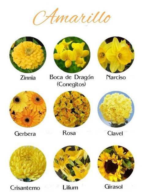 Nombres De Las Flores Amarillas