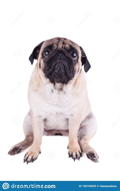Portrait Of A Pug Dog With Big Sad Eyes Isolated Stock Image Image
