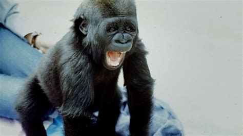 Koko The Gorilla Nipodquiz