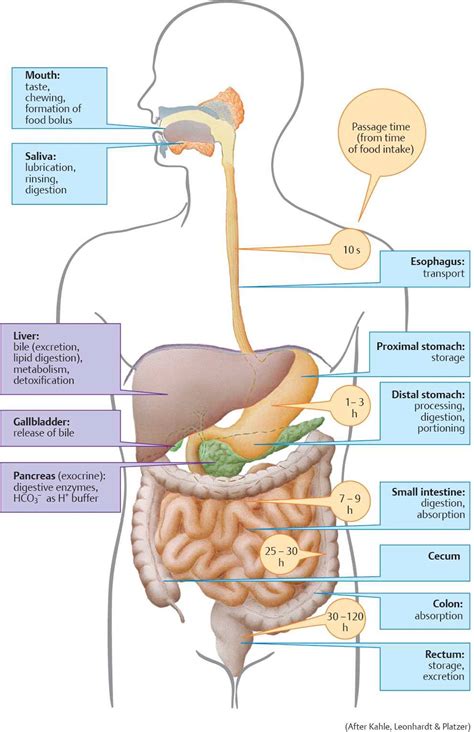 Structure And Regulation Of The Gastrointestinal Tract Physiology An Illustrated Review