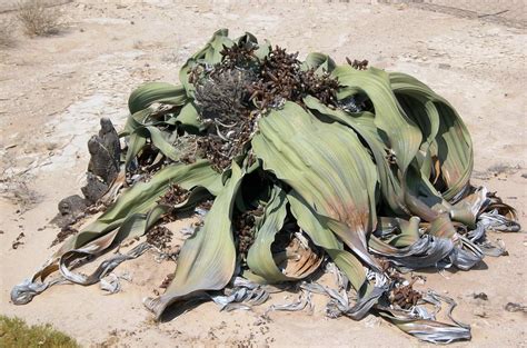 Welwitschia Mirabilis Hookf Welwitschia Grandmother P Flickr