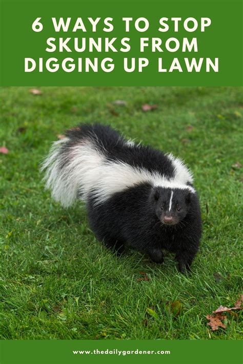 6 Ways To Stop Skunks From Digging Up Lawn