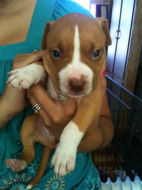 Our Cute Red Nose Pitbull When He Was A Puppy Red Nose Pitbull