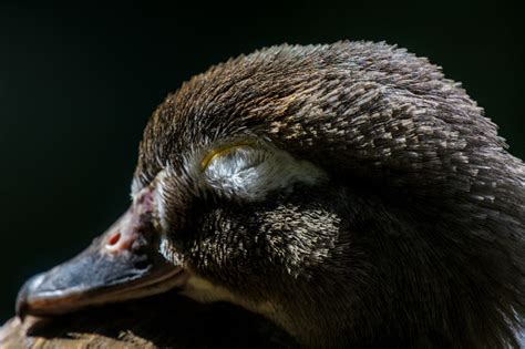 Sleepy Duck Stock Photo Download Image Now Animal Animal Wildlife
