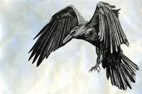 Black And White Sketch Of A Raven Raven Tattoo Raven Art Pencil