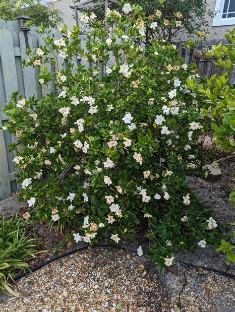 Gardenia Bush In Full Bloom Ponce Inlet
